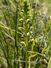Microtis arenaria