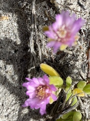 Drosanthemum candens