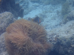 Amphiprion chrysopterus