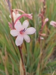 Watsonia meriana