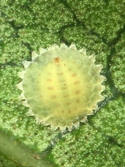 Epelidochiton piperis