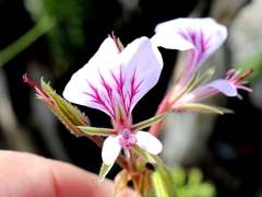 Pelargonium longicaule