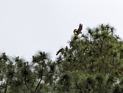 Zanda funerea whiteae