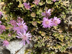 Drosanthemum candens
