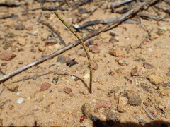 Thelymitra antennifera