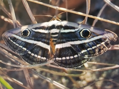 Spirama