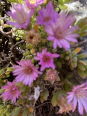 Drosanthemum candens