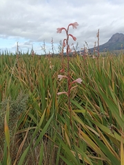 Watsonia meriana