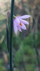 Olsynium scirpoideum