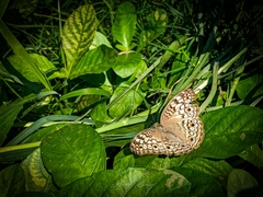Junonia atlites