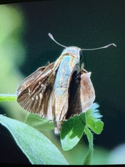 Pelopidas mathias
