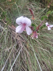Pelargonium betulinum