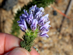 Aspalathus globulosa