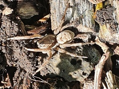 Lycosinae