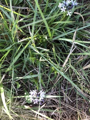 Pentanisia prunelloides