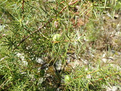 Persoonia juniperina