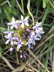 Pentanisia prunelloides