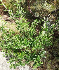 Spyridium globulosum