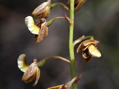 Eulophia bolusii
