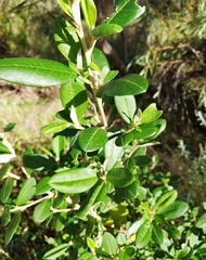 Spyridium globulosum