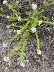 Metalasia pulchella
