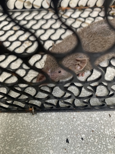 Luzon Shrew (Crocidura grayi) — Least Concern Mammalia