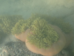 Heteractis magnifica