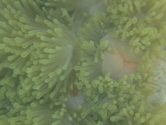 Heteractis magnifica