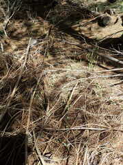 Pterostylis foliata