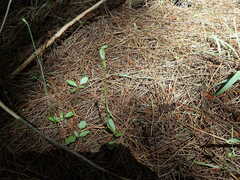 Pterostylis foliata