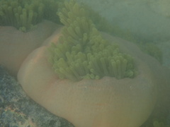 Heteractis magnifica