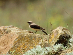 Oenanthe melanoleuca
