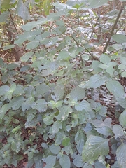 Isoglossa woodii