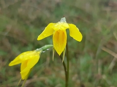 Diuris amabilis