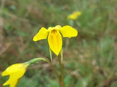 Diuris amabilis