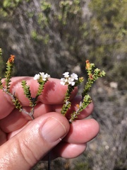 Euchaetis laevigata