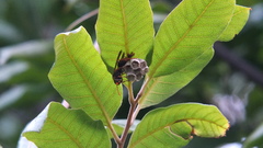 Polistes humilis humilis