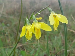 Diuris amabilis