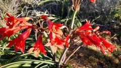 Zephyranthes phycelloides