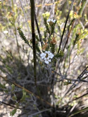 Euchaetis laevigata