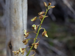 Eulophia bolusii