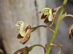 Eulophia bolusii
