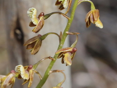 Eulophia bolusii