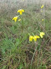 Diuris amabilis