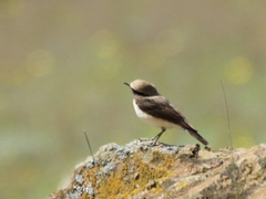 Oenanthe melanoleuca