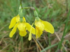 Diuris amabilis