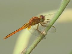 Crocothemis servilia