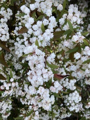 Spiraea cantoniensis