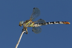 Erpetogomphus compositus
