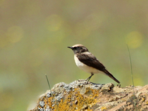 Collalba rubia oriental (Oenanthe melanoleuca)